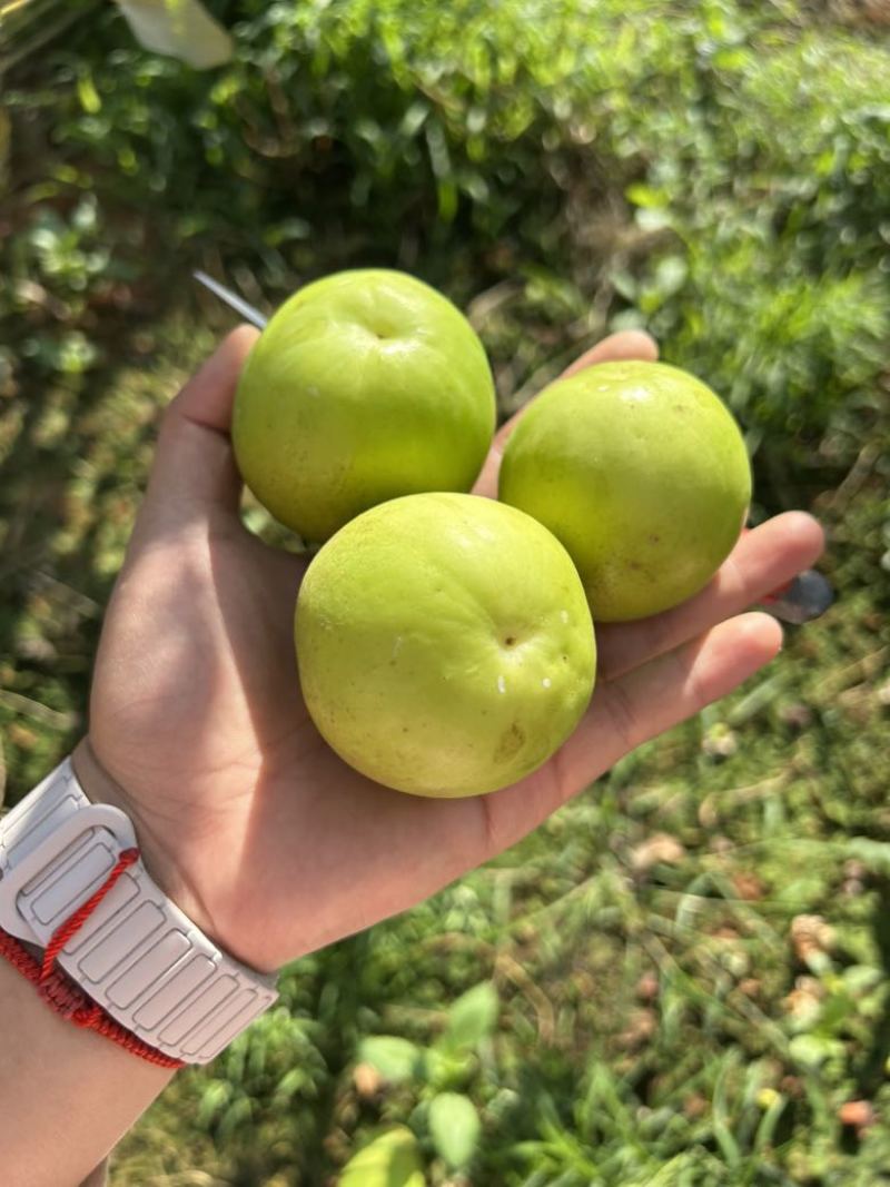 西双版纳高糖苹果枣11号