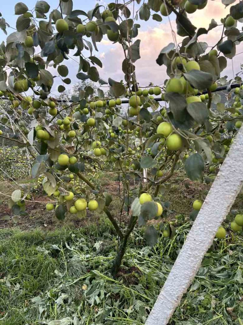 西双版纳高糖苹果枣11号