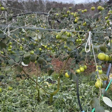 西双版纳高糖苹果枣11号
