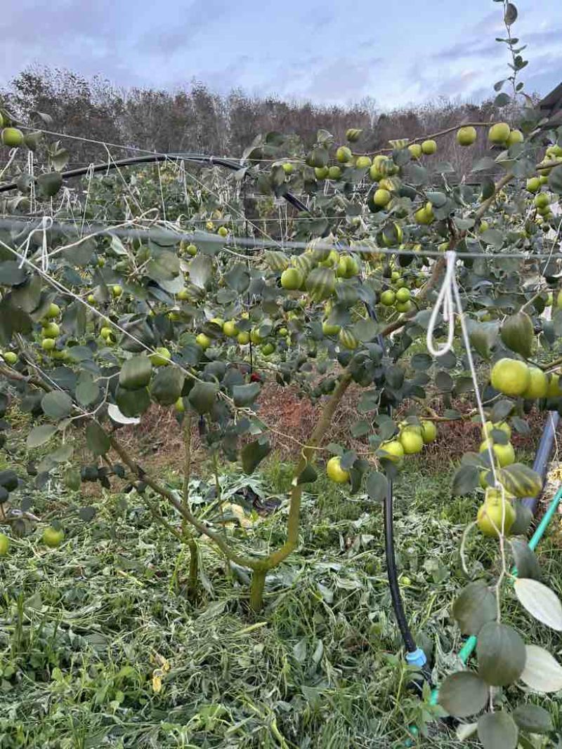 西双版纳高糖苹果枣11号
