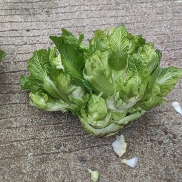 贵州儿菜