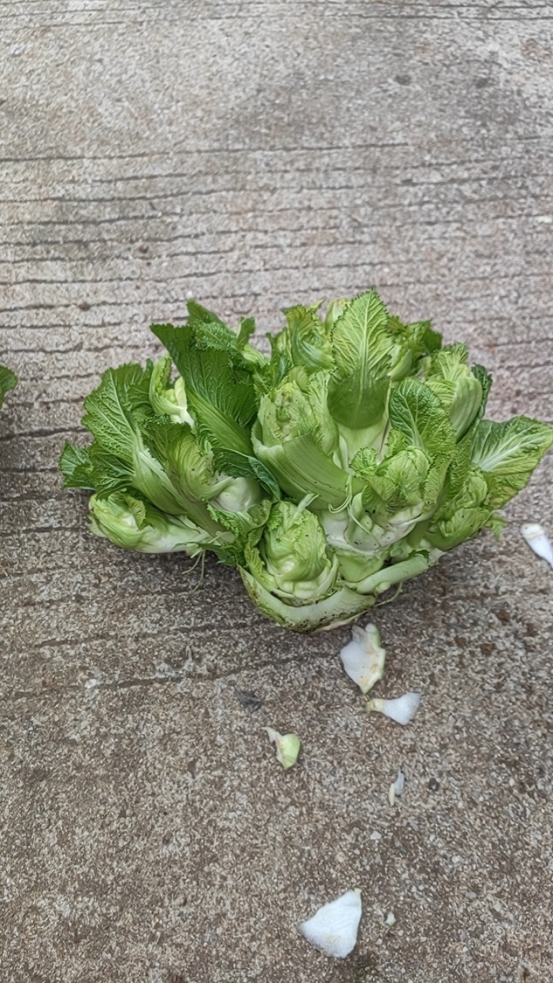 贵州儿菜