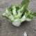 贵州儿菜