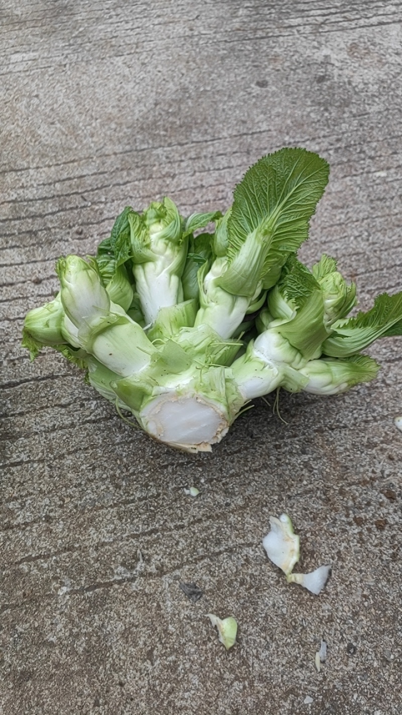 贵州儿菜
