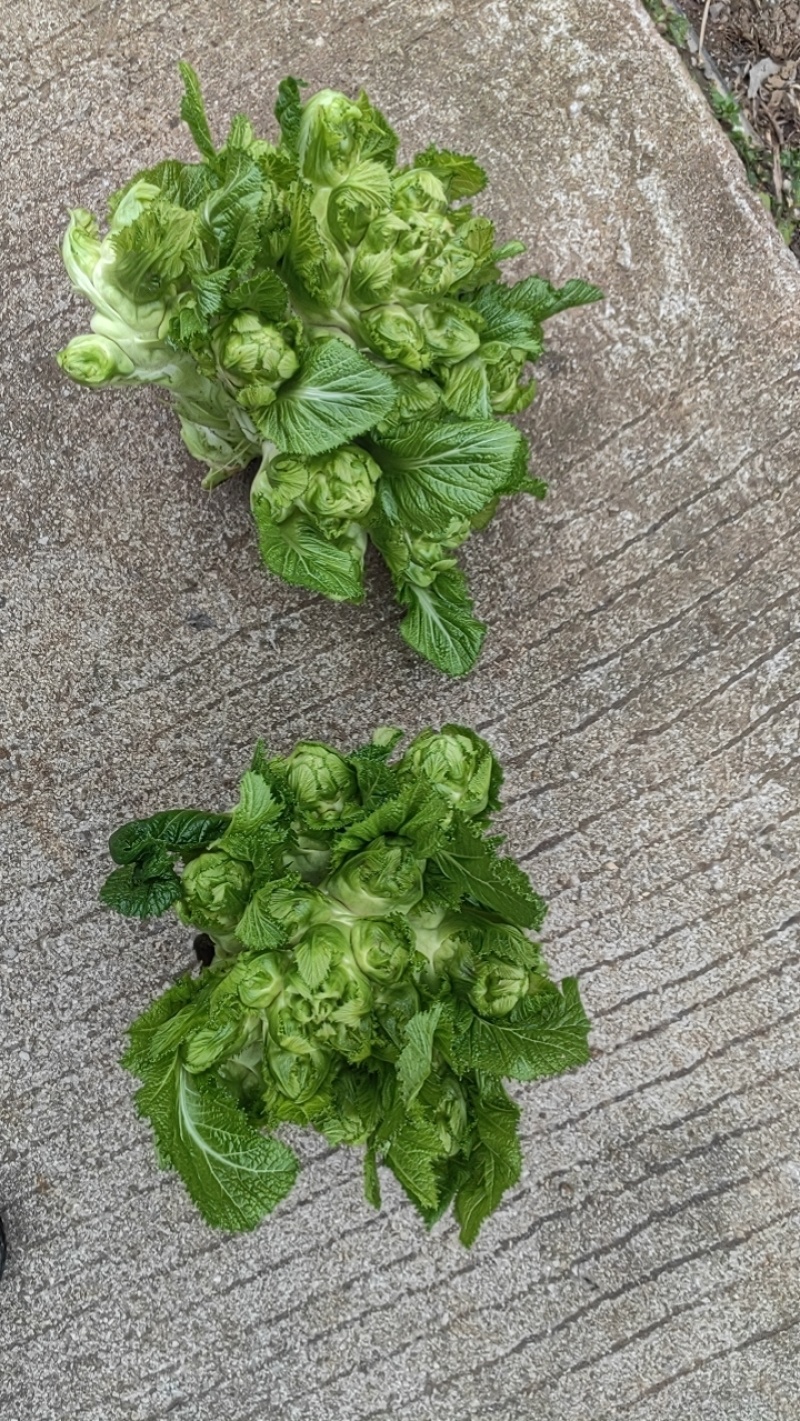 贵州儿菜