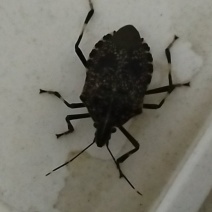 打屁虫