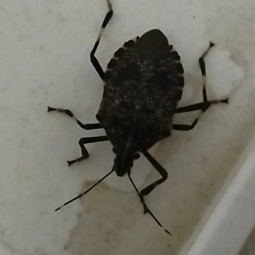打屁虫