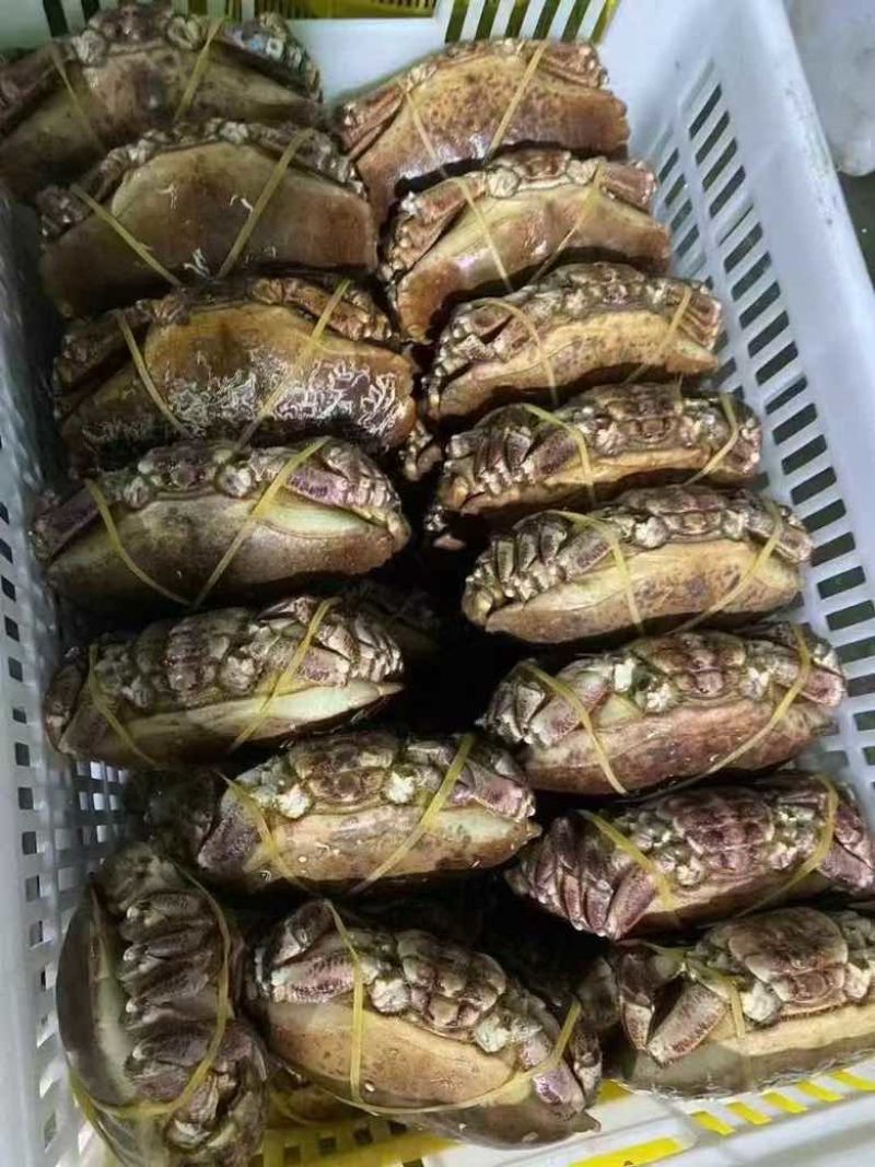 面包蟹生冻熟冻肉质饱满红膏蟹