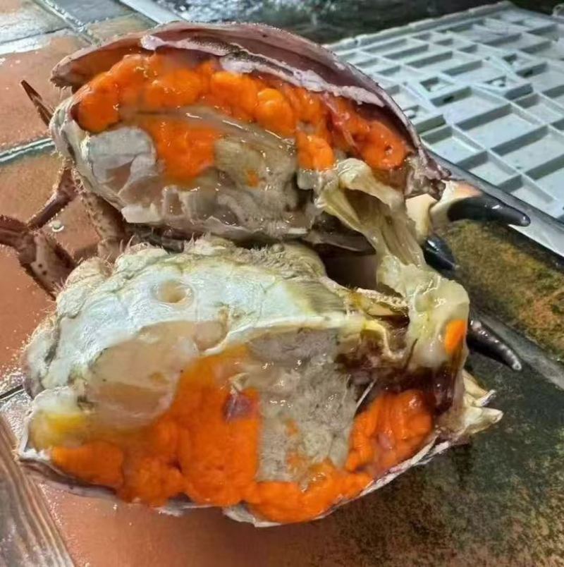面包蟹生冻熟冻肉质饱满红膏蟹