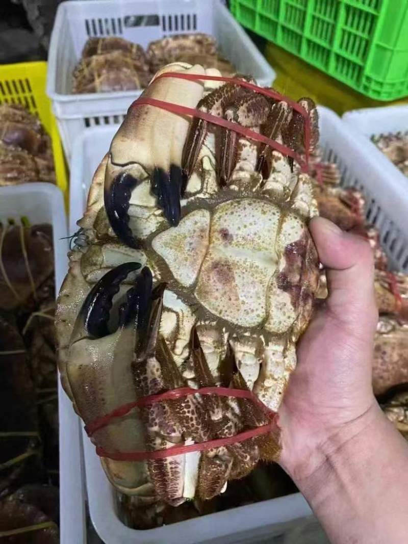 面包蟹生冻熟冻肉质饱满红膏蟹