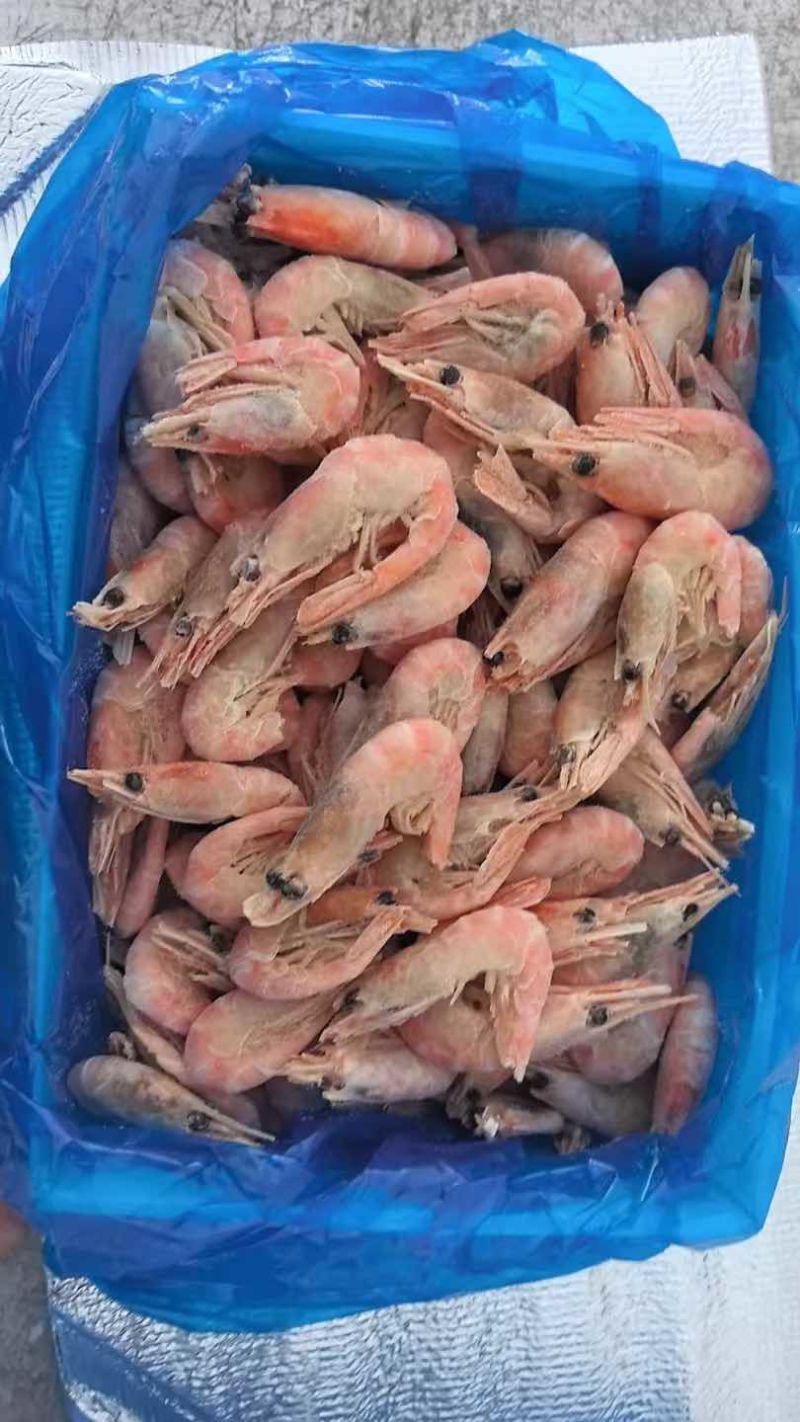 头籽无籽北极甜虾北极红虾