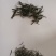 茶