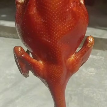 批发鸡鸭鹅