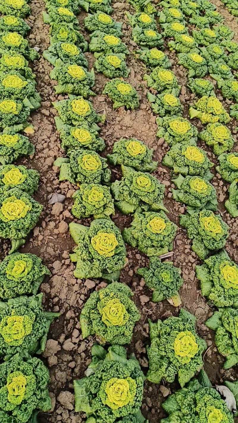 露天黄心菜