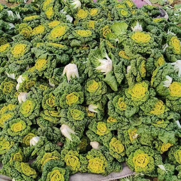 露天黄心菜