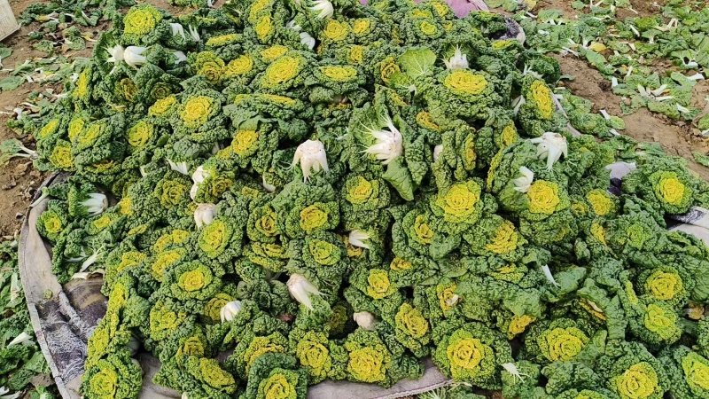 露天黄心菜
