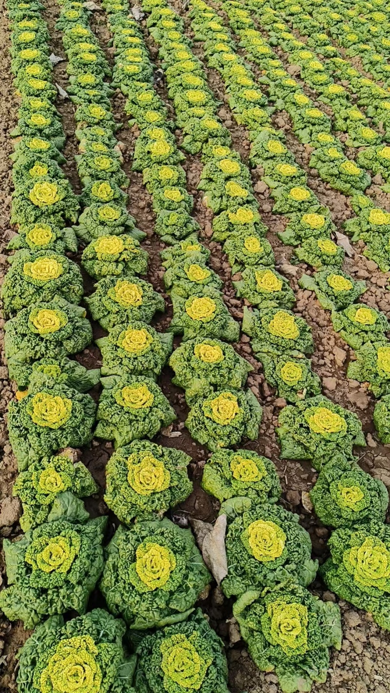露天黄心菜