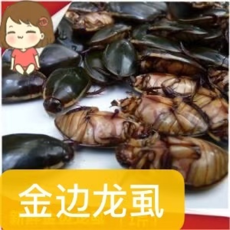 各种龙虱