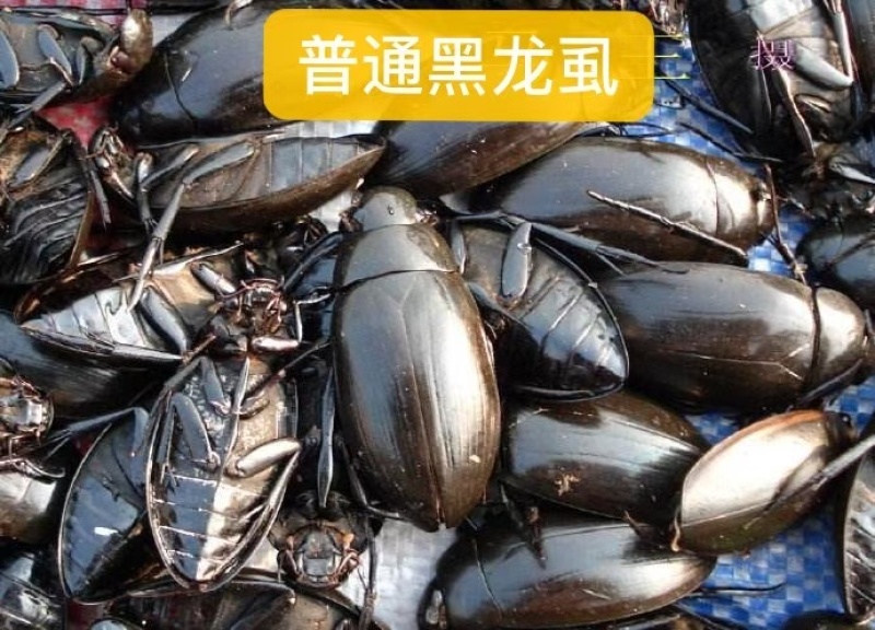 各种龙虱