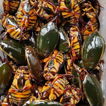 各种龙虱