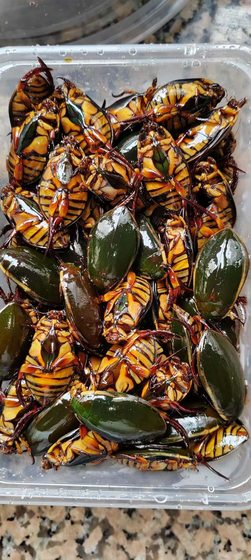 各种龙虱