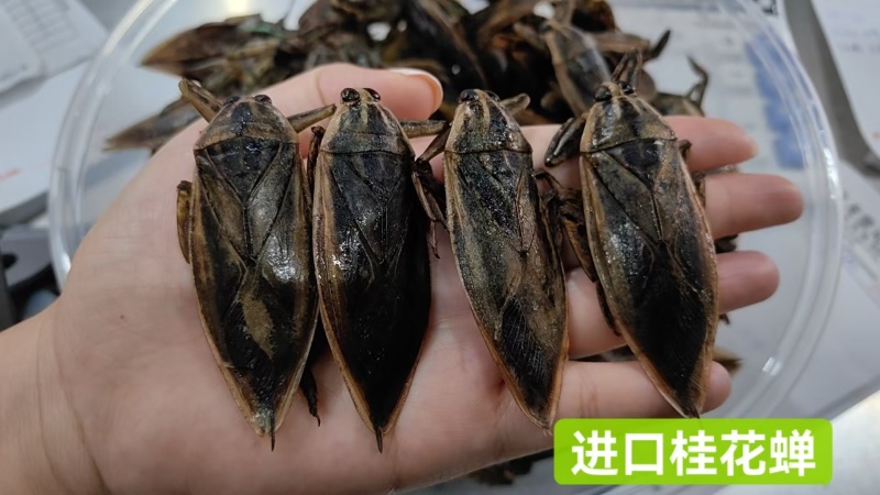 各种龙虱