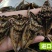 各种龙虱