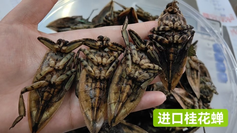 各种龙虱