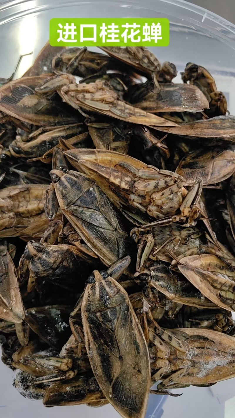 各种龙虱