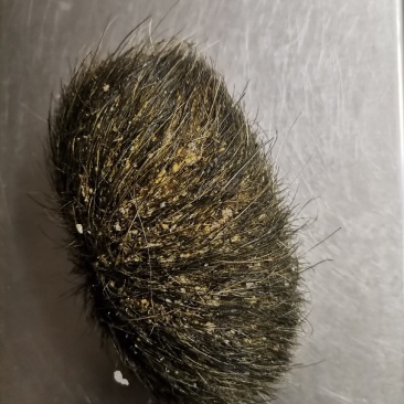 猪宝