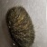 猪宝