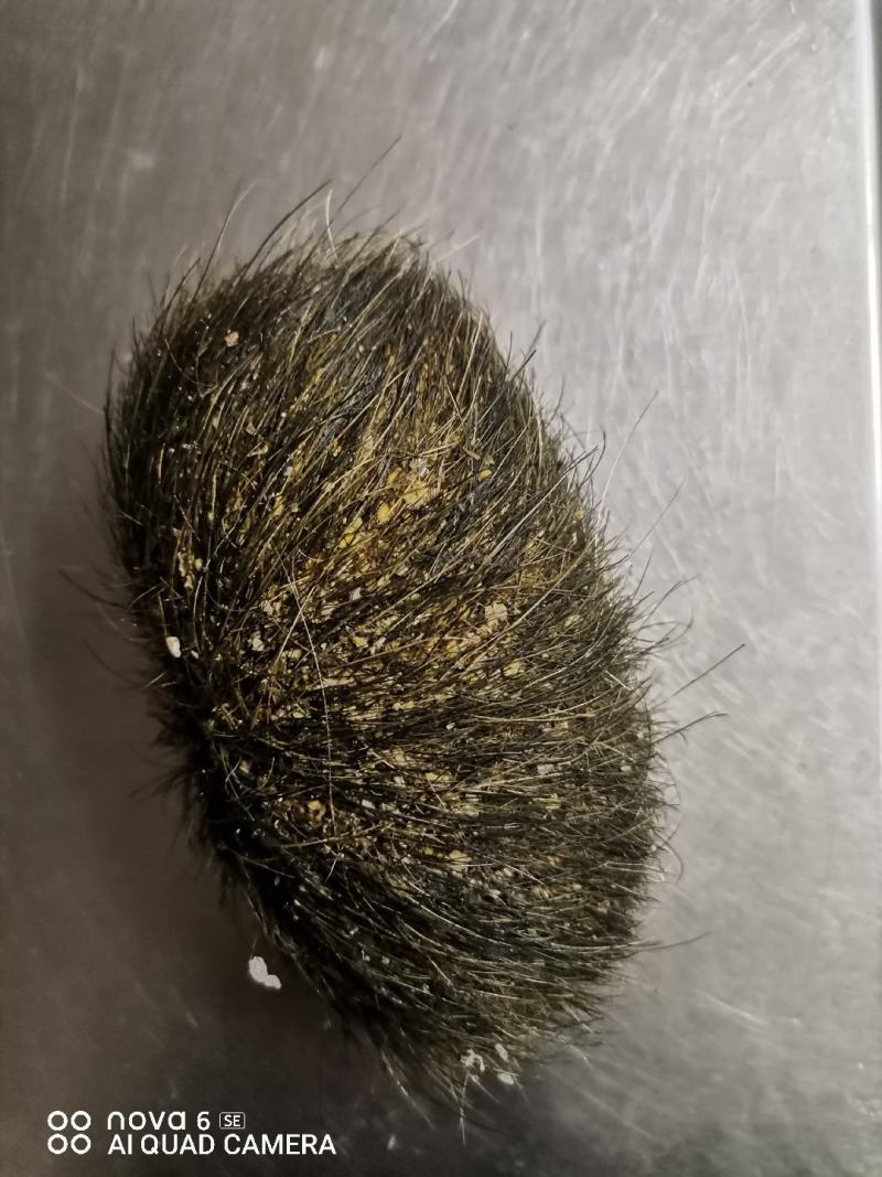 猪宝