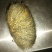 猪宝
