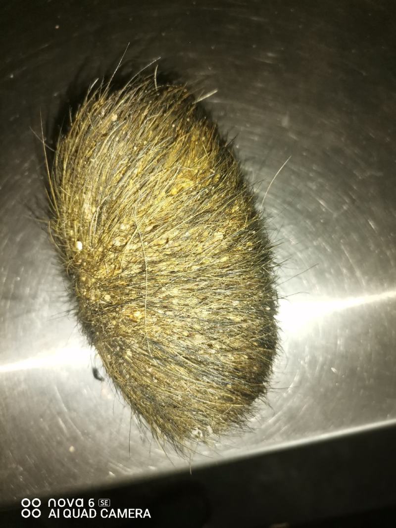 猪宝