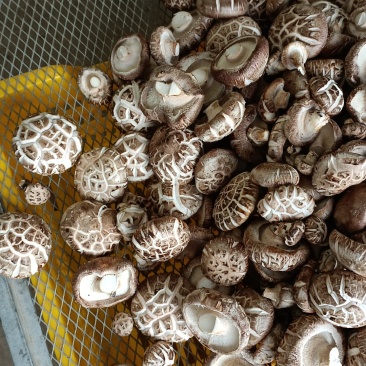 3~4cm干香菇