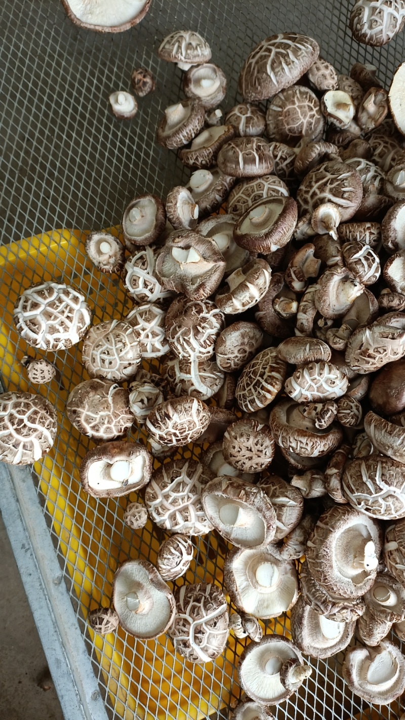 3~4cm干香菇