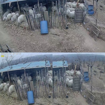陕北跑山羊