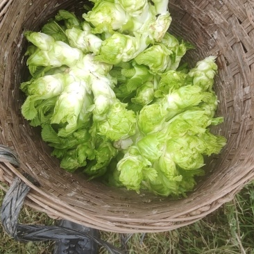儿菜