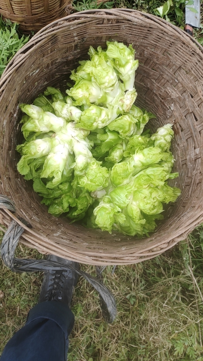 儿菜
