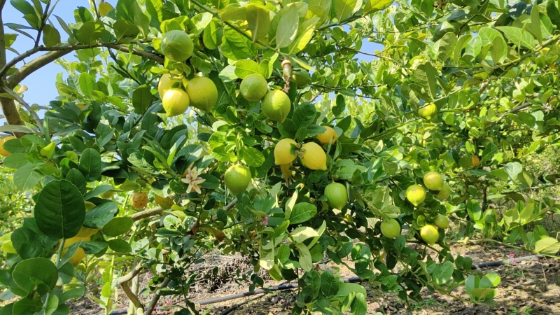 新鲜采摘广东香水柠檬黄果，精品黄果