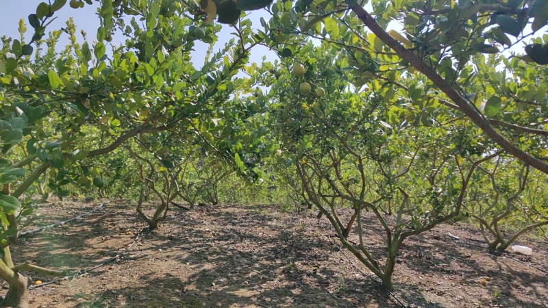 新鲜采摘广东香水柠檬黄果，精品黄果