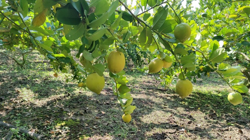 新鲜采摘广东香水柠檬黄果，精品黄果