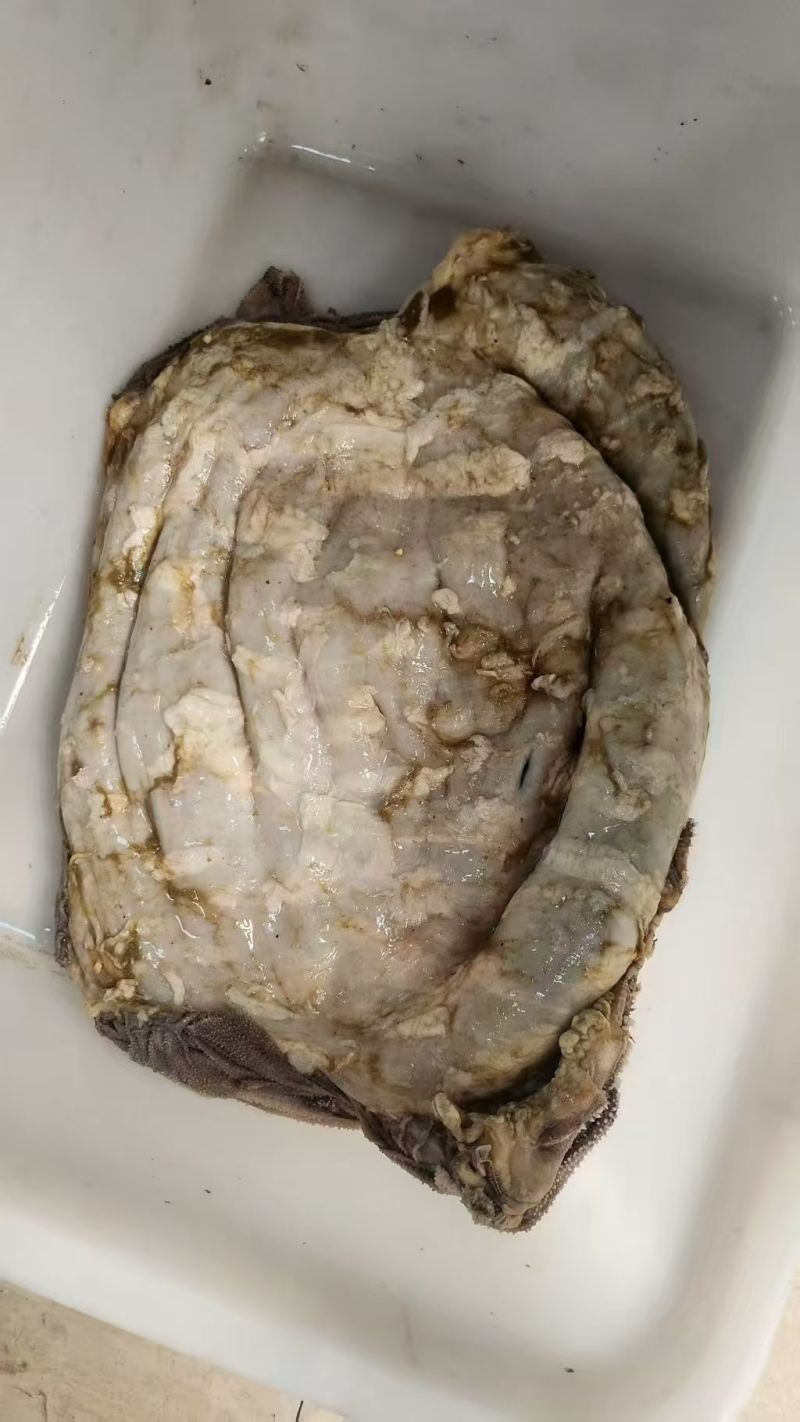 鲜百叶