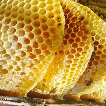 纯正土蜂蜜