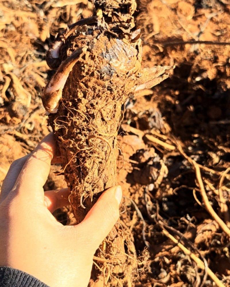 木香，高山产地，自己家精心培育，产量大概有30多吨，