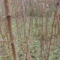 贵州六马蜂糖李苗