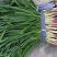 红根蒜苗
