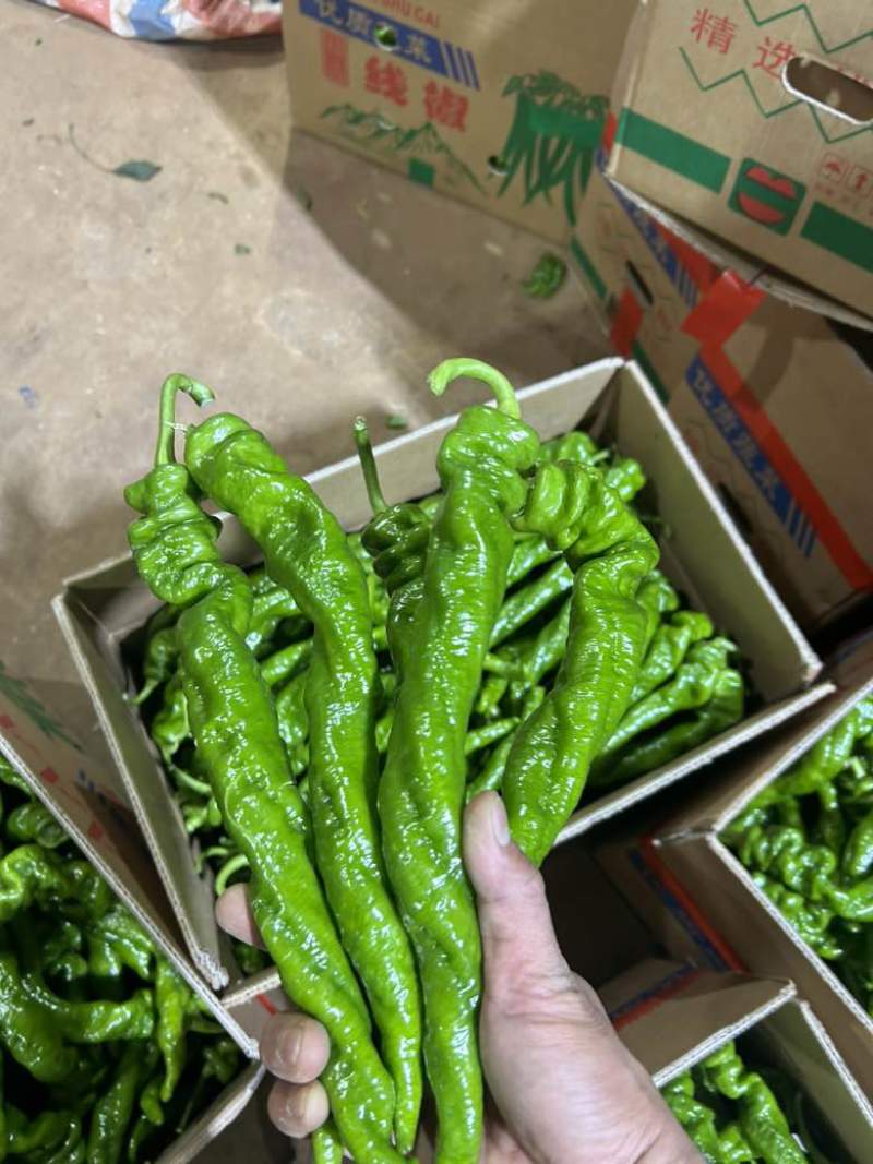 螺丝椒、拢椒基地直供、一手货源全国供应