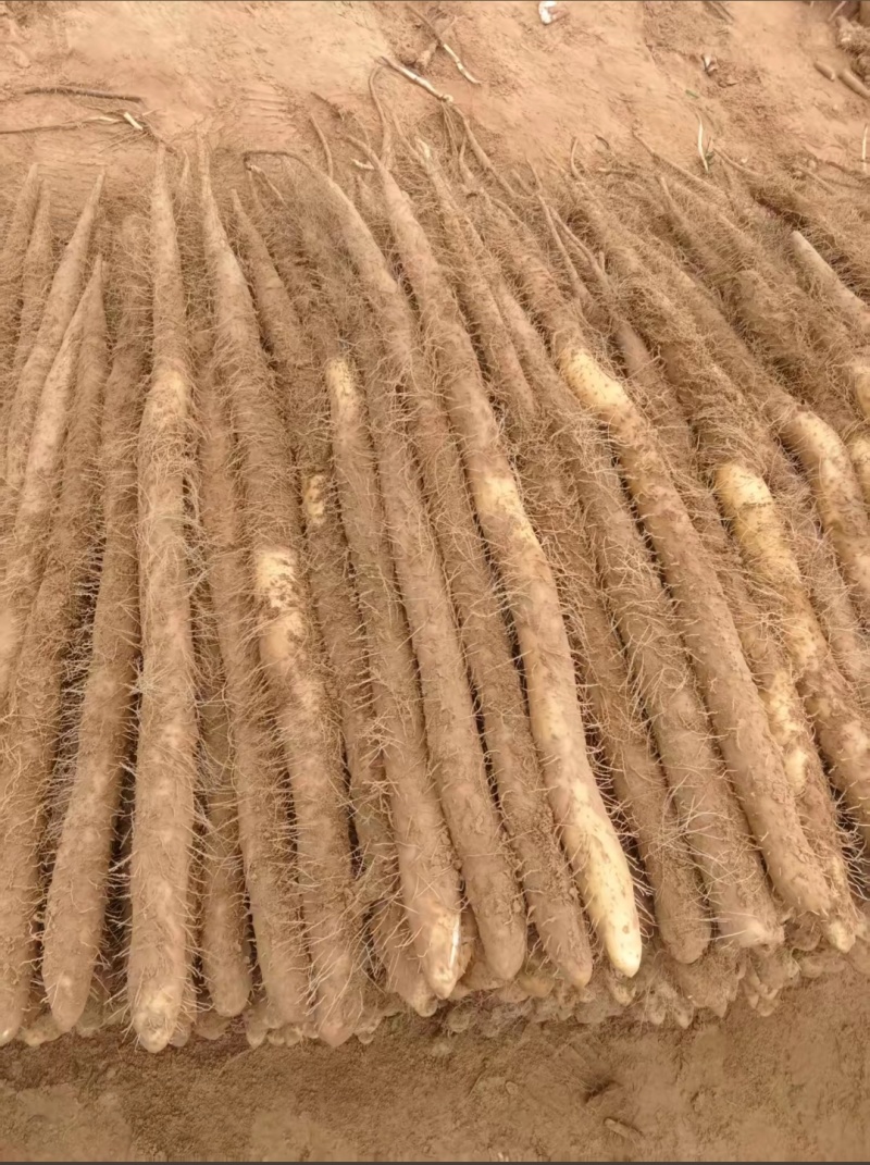 精品山药大量有货