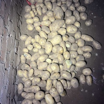 电商货，2-78两v7，颜色皮毛好。